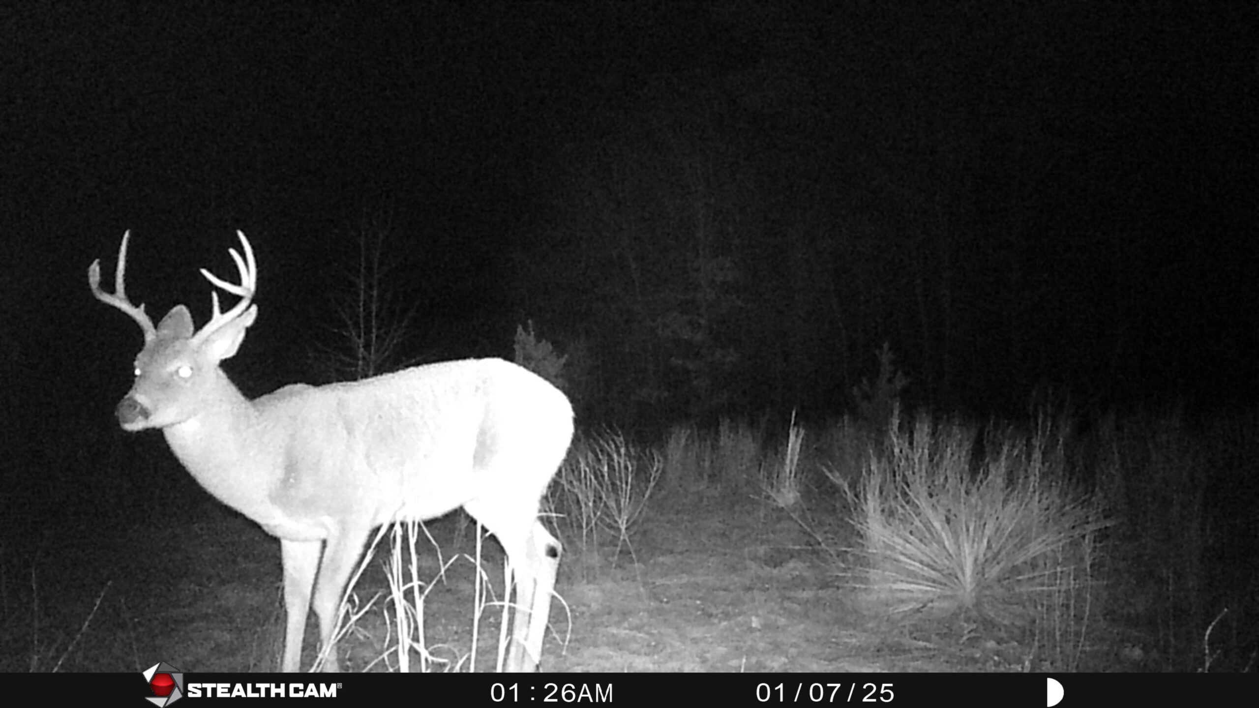 Harrison County, TX Whitetail Paradise