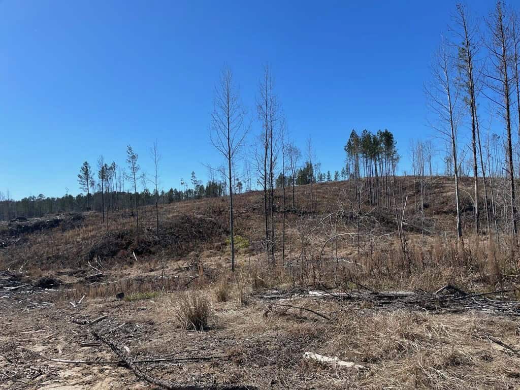 310 Acres Claiborne Hunting Property