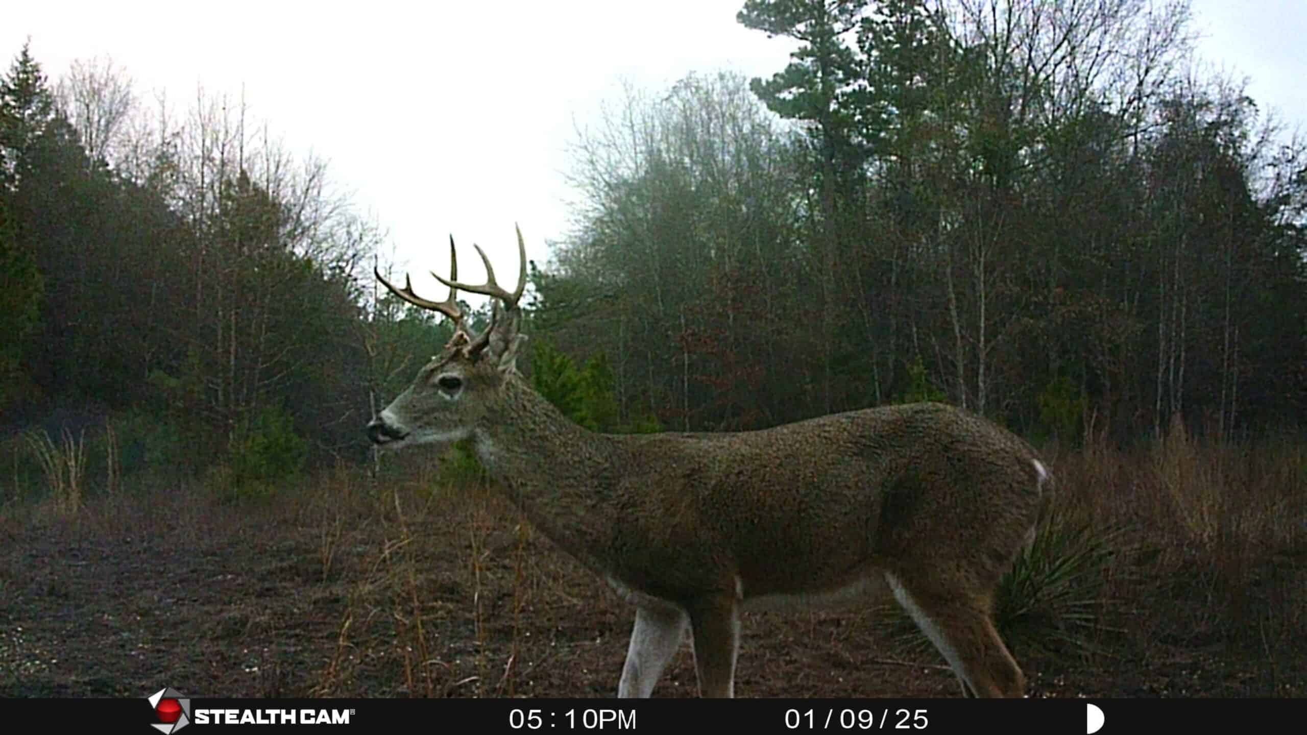 Harrison County, TX Whitetail Paradise