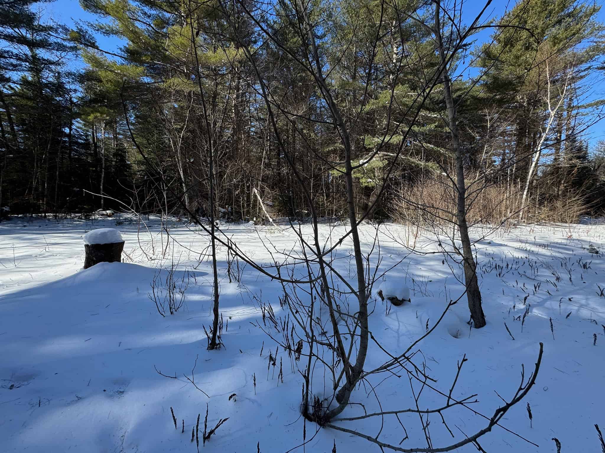 32 Acres with Off-Grid Cabin