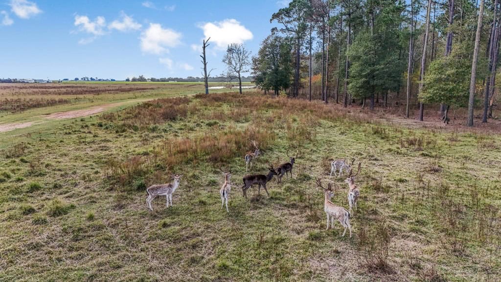 High Fence Hunting, 3 Lodges, 6 Cabins, Acadia Parish, LA