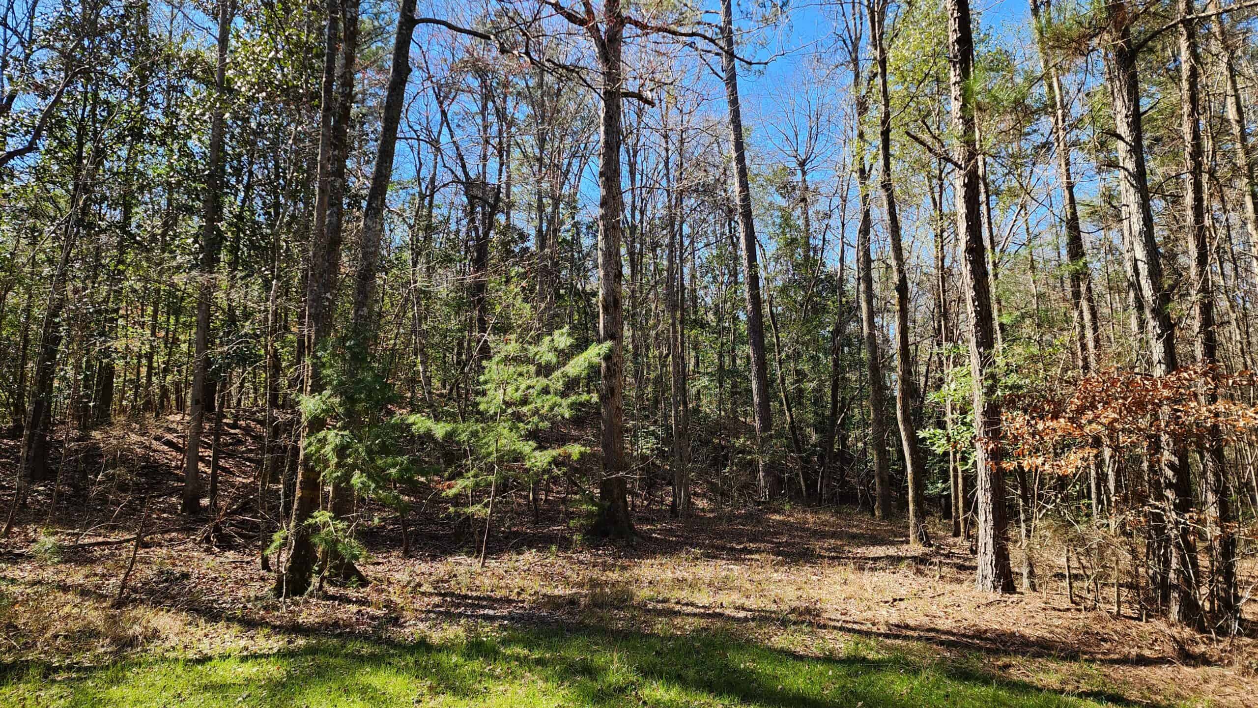 445 Acre Hunting & Timber Tract in Butler County, Alabama