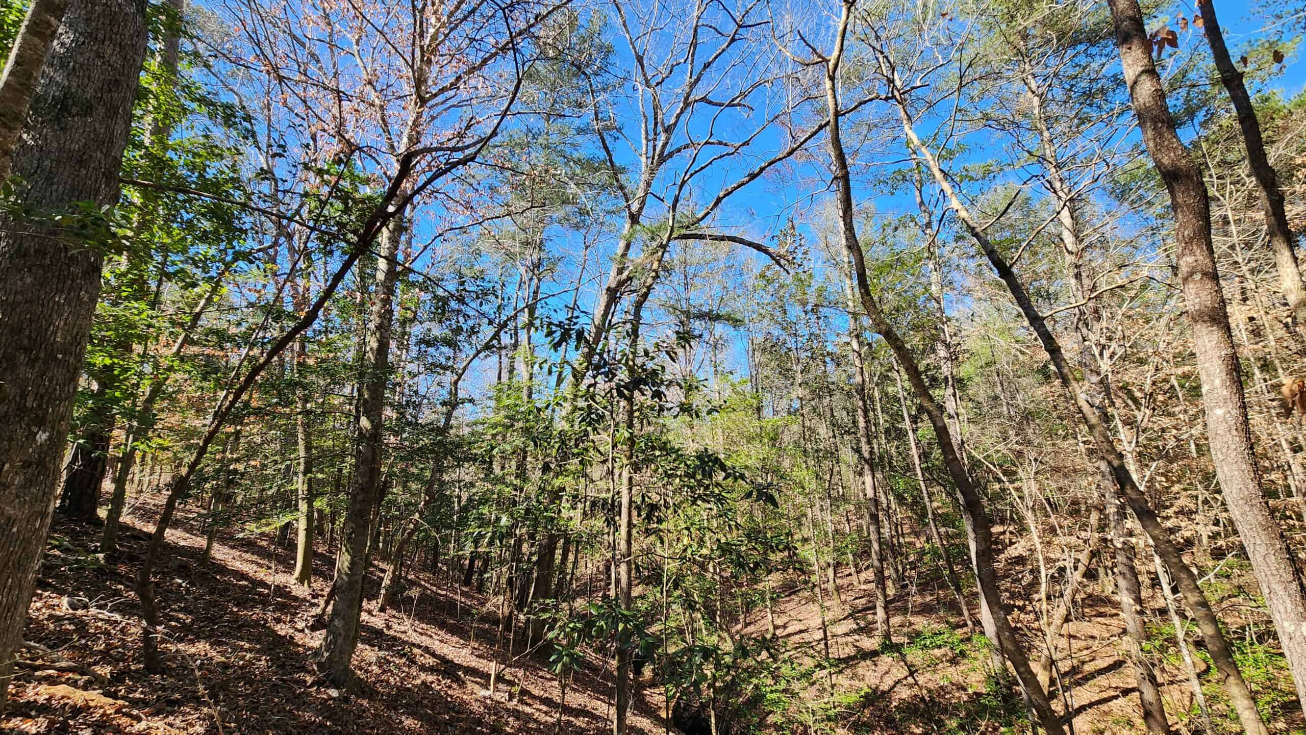 445 Acre Hunting & Timber Tract in Butler County, Alabama