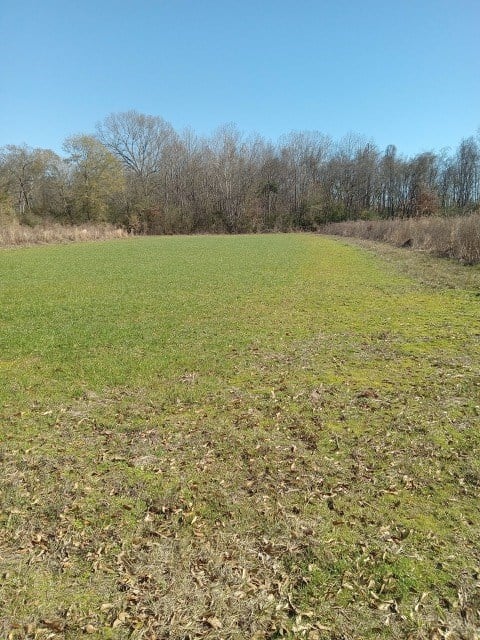 206 Acres on the Homochitto River Franklin County Mississippi