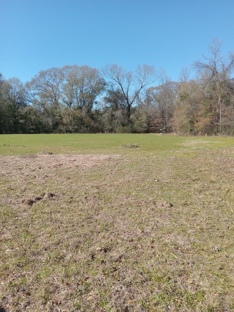 206 Acres on the Homochitto River Franklin County Mississippi