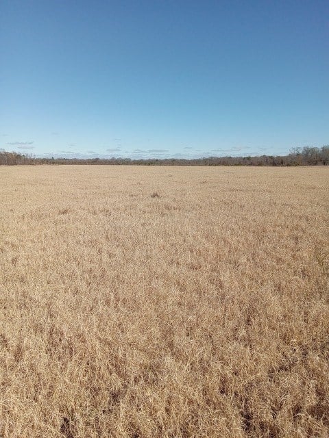 206 Acres on the Homochitto River Franklin County Mississippi