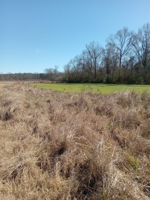 206 Acres on the Homochitto River Franklin County Mississippi