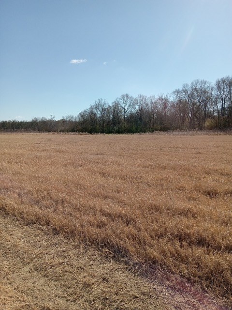 206 Acres on the Homochitto River Franklin County Mississippi