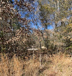 206 Acres on the Homochitto River Franklin County Mississippi