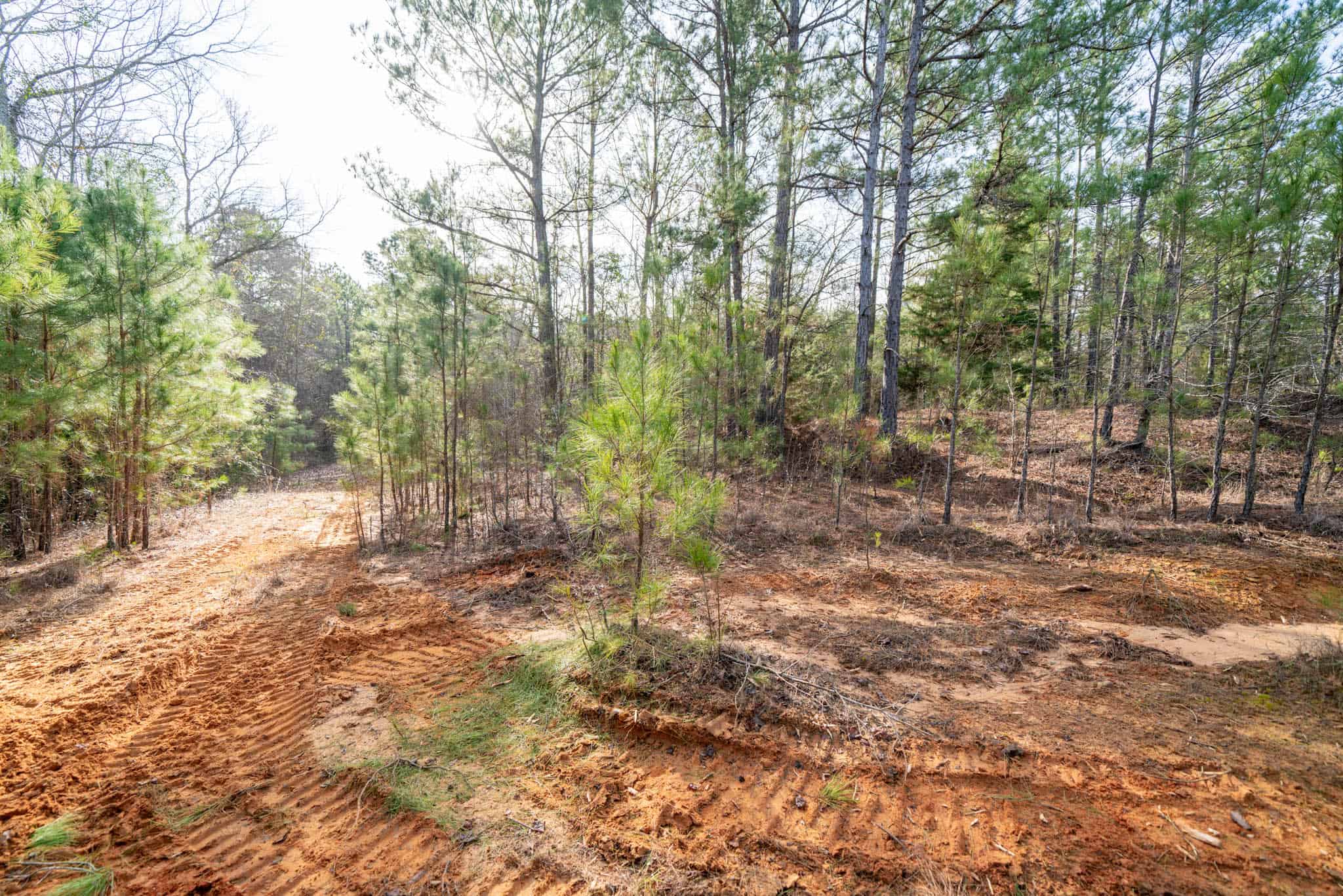Harrison County, TX Whitetail Paradise