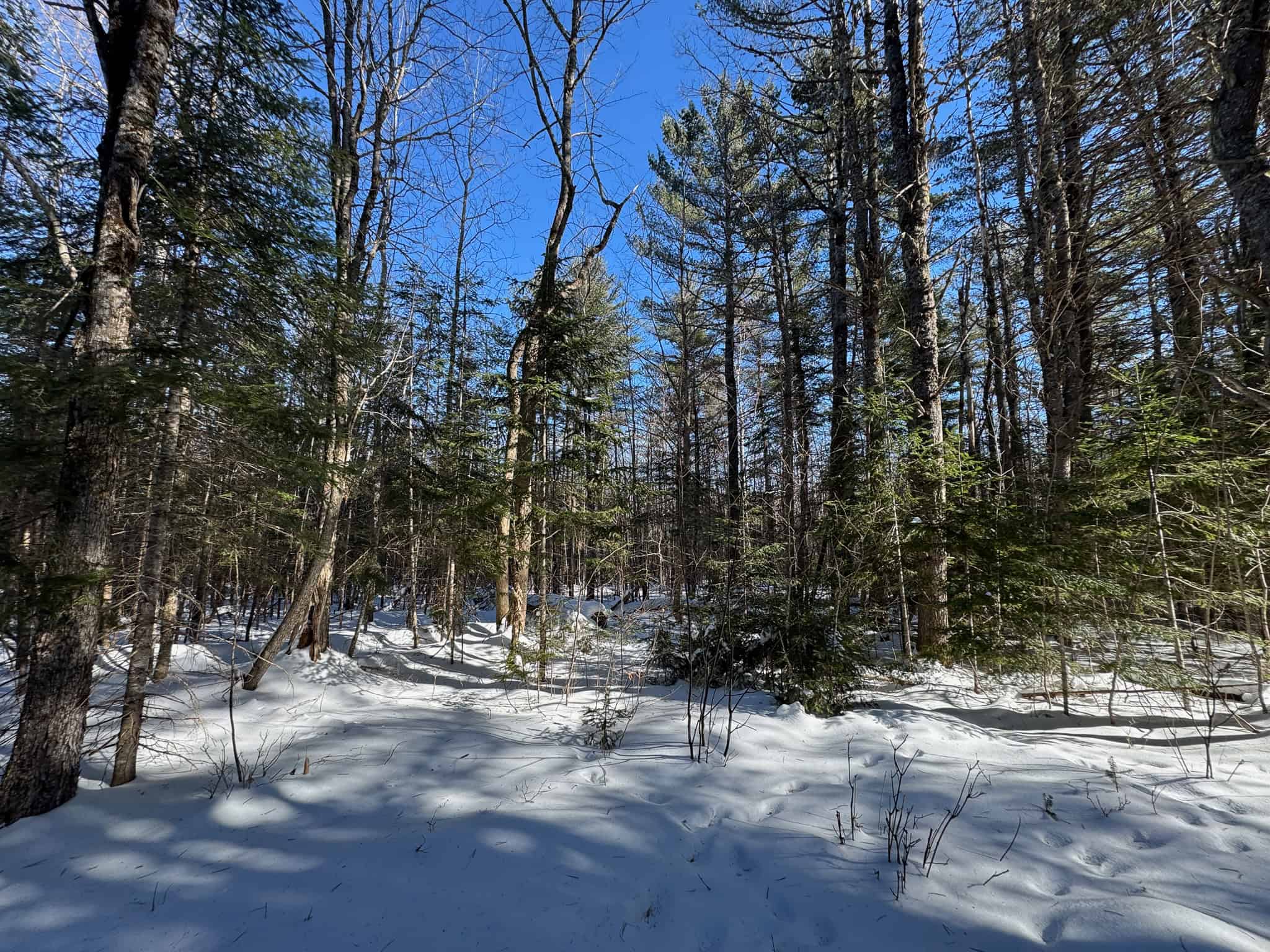 32 Acres with Off-Grid Cabin