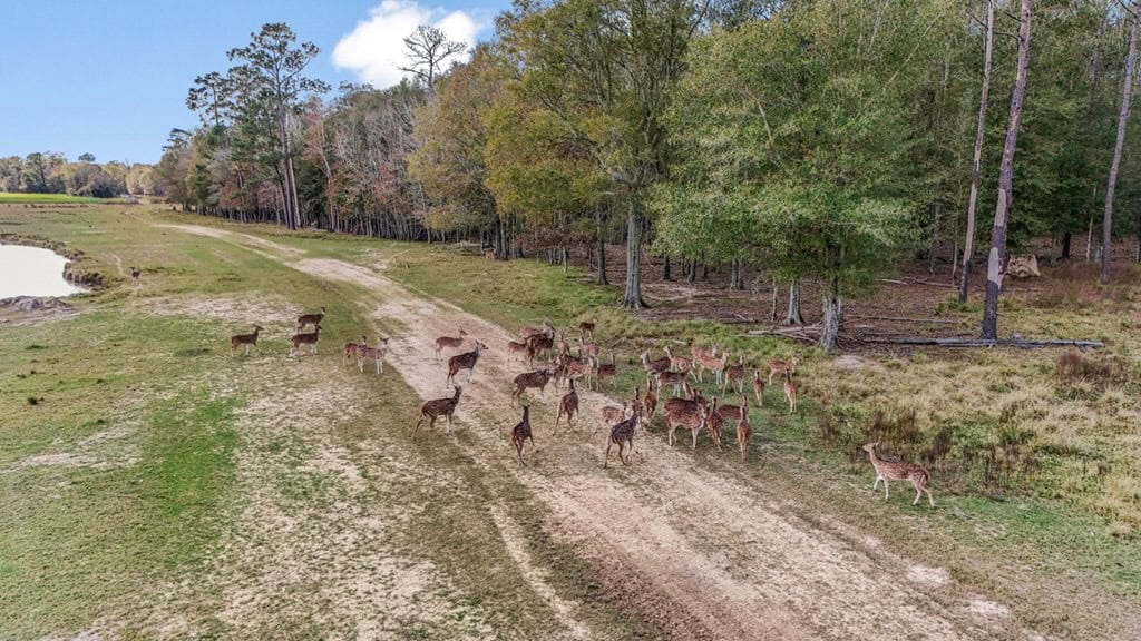 High Fence Hunting, 3 Lodges, 6 Cabins, Acadia Parish, LA
