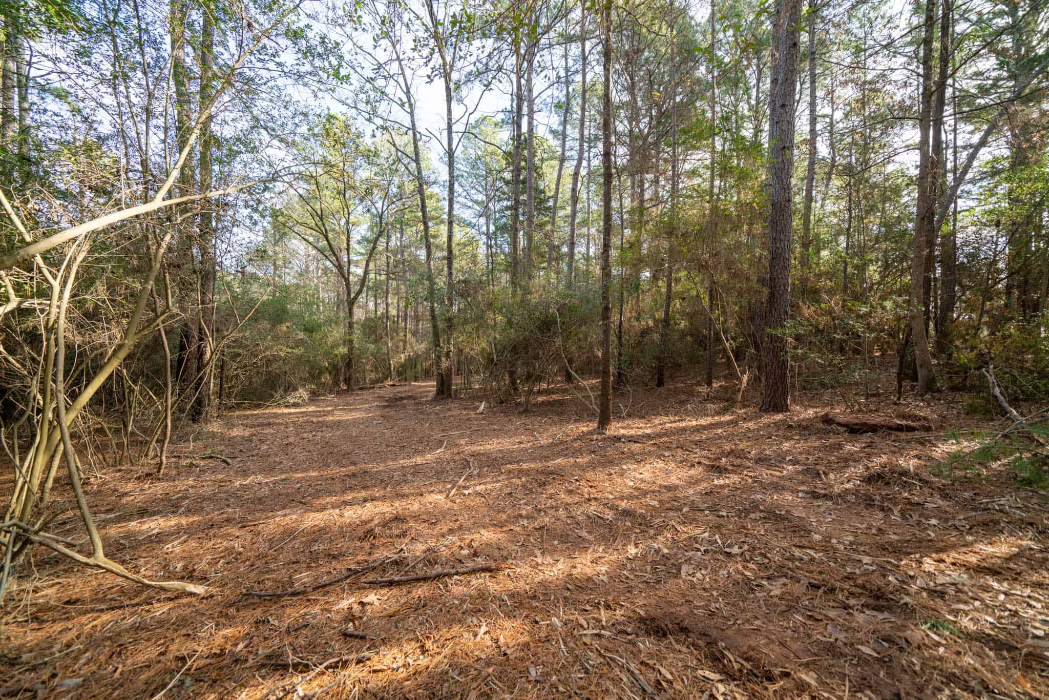 Harrison County, TX Whitetail Paradise