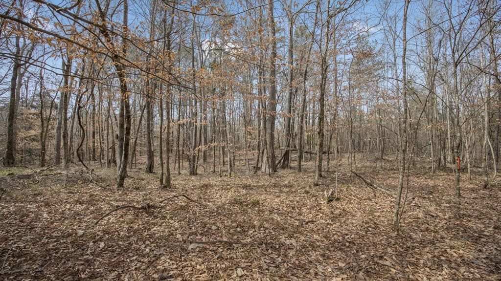 70 Acres Hunting Land Bordering Homochitto National Forest