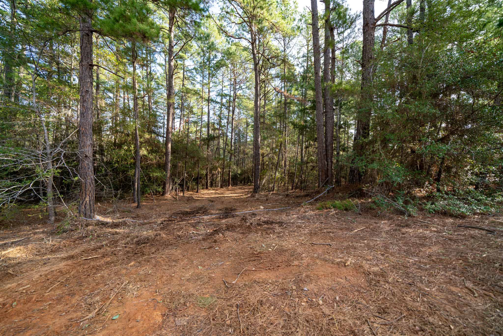 Harrison County, TX Whitetail Paradise