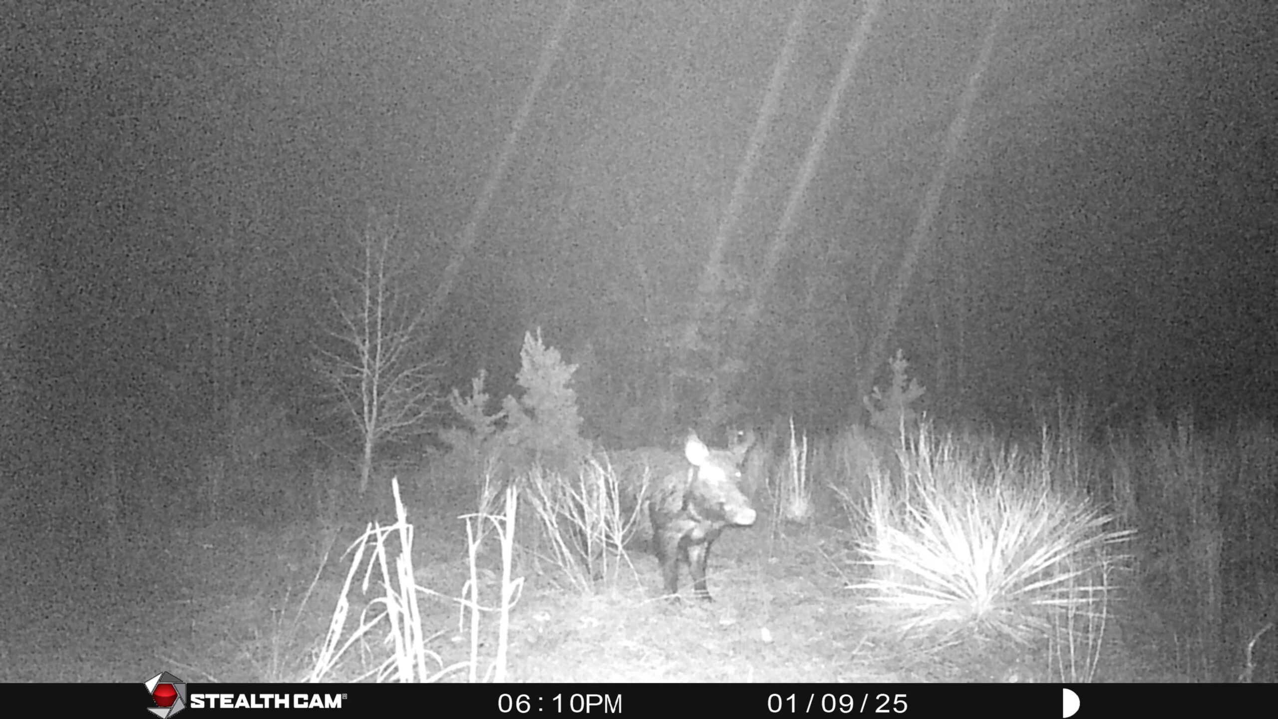 Harrison County, TX Whitetail Paradise