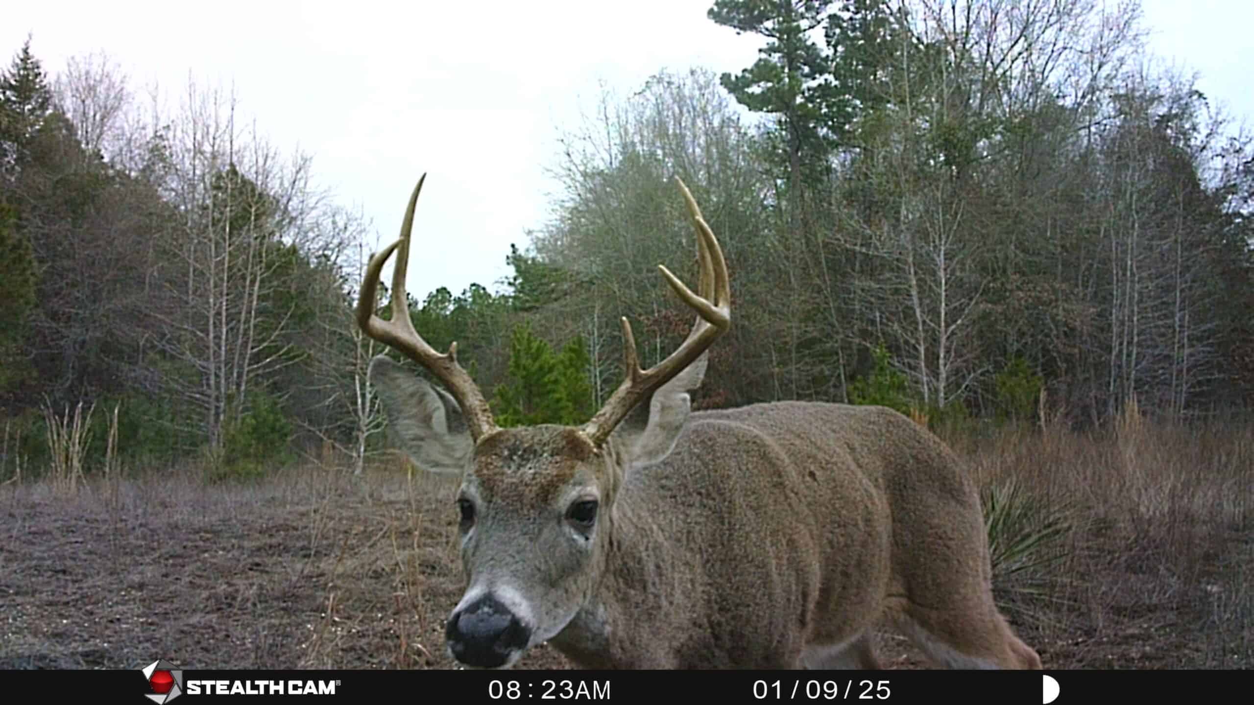 Harrison County, TX Whitetail Paradise