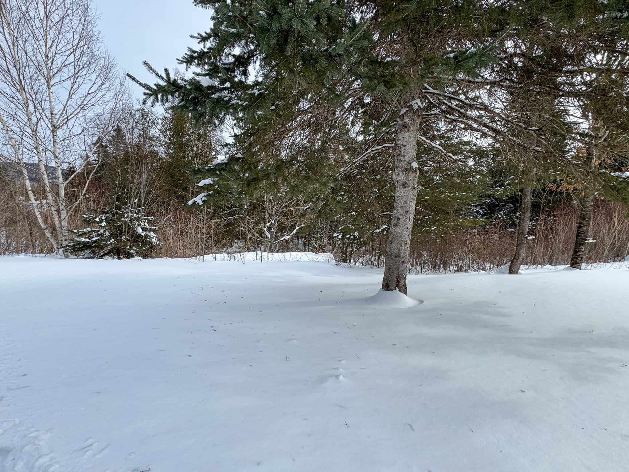 Log Cabin 40 Acres with Trout Stream
