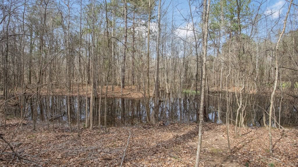 70 Acres Hunting Land Bordering Homochitto National Forest