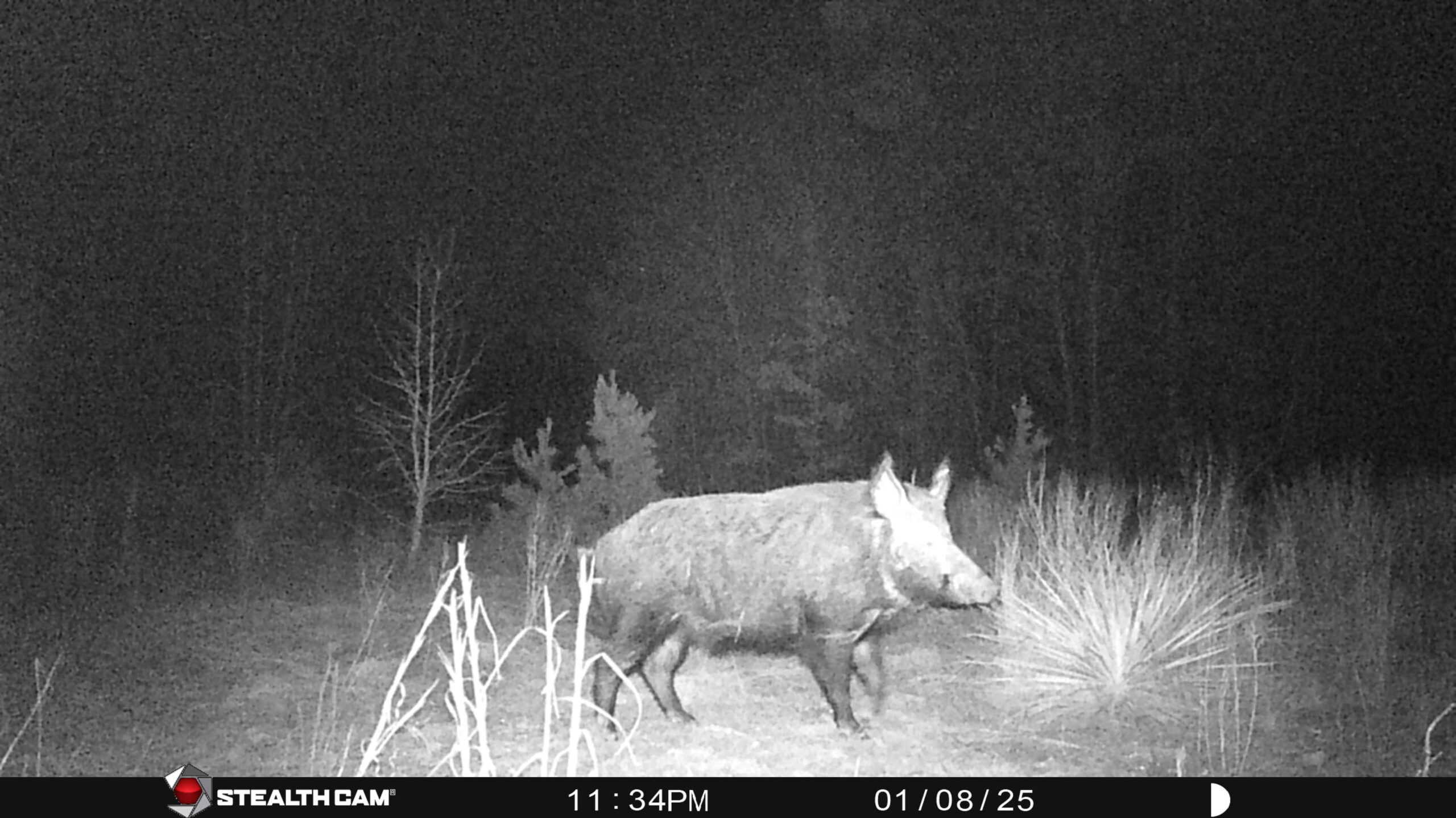 Harrison County, TX Whitetail Paradise
