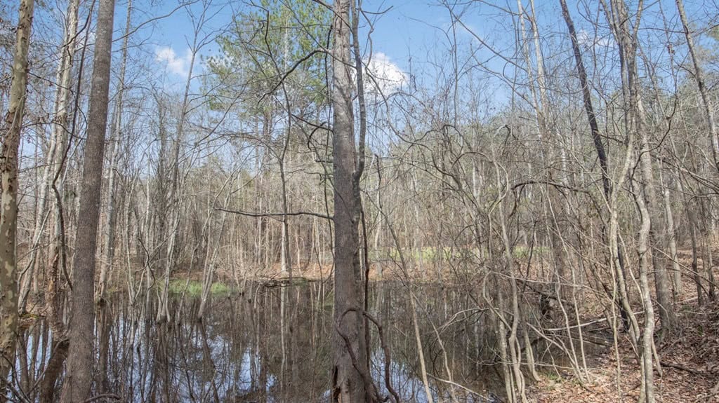 70 Acres Hunting Land Bordering Homochitto National Forest