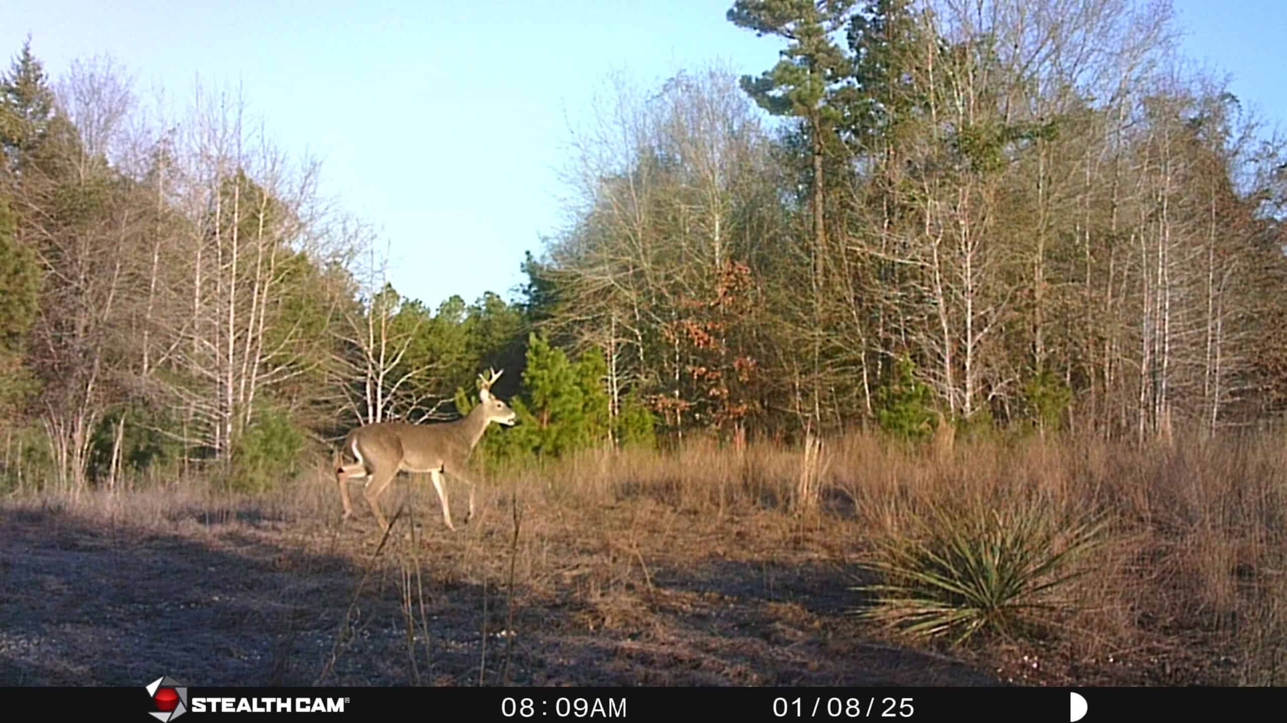 Harrison County, TX Whitetail Paradise