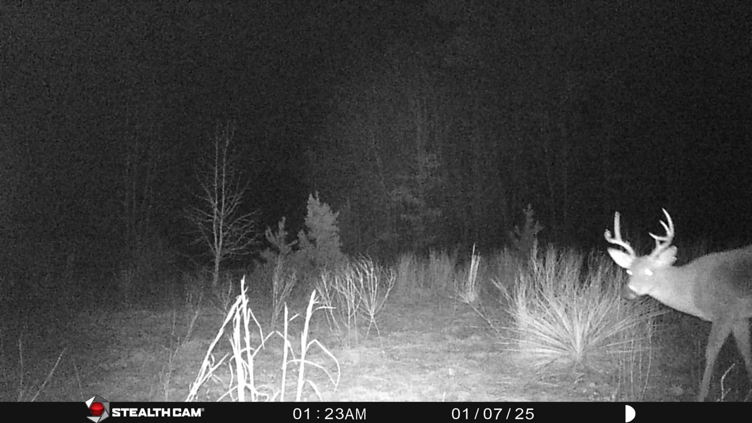 Harrison County, TX Whitetail Paradise