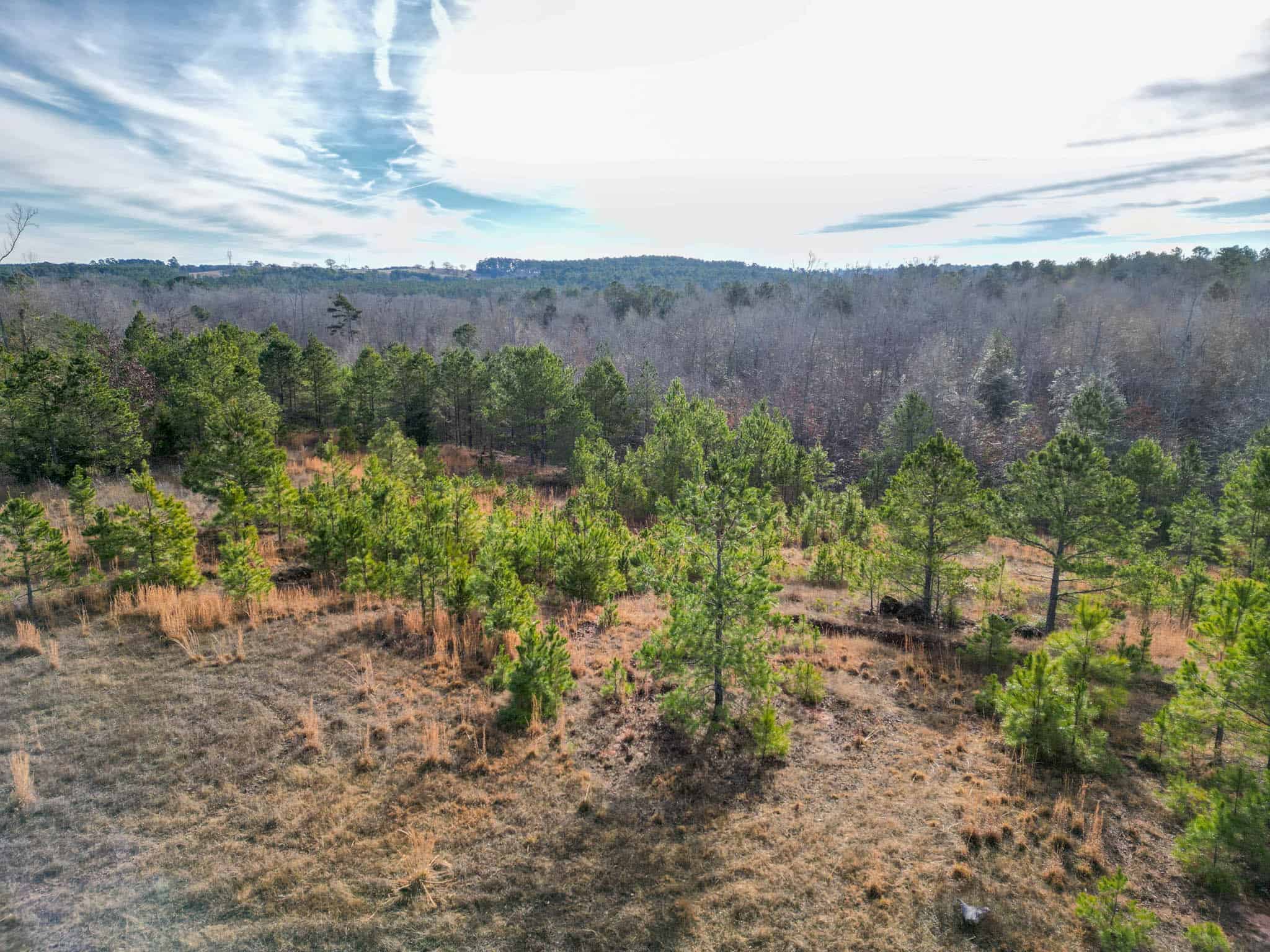 Harrison County, TX Whitetail Paradise