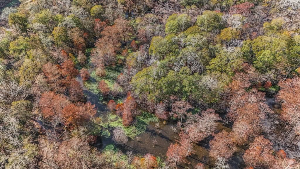 High Fence Hunting, 3 Lodges, 6 Cabins, Acadia Parish, LA