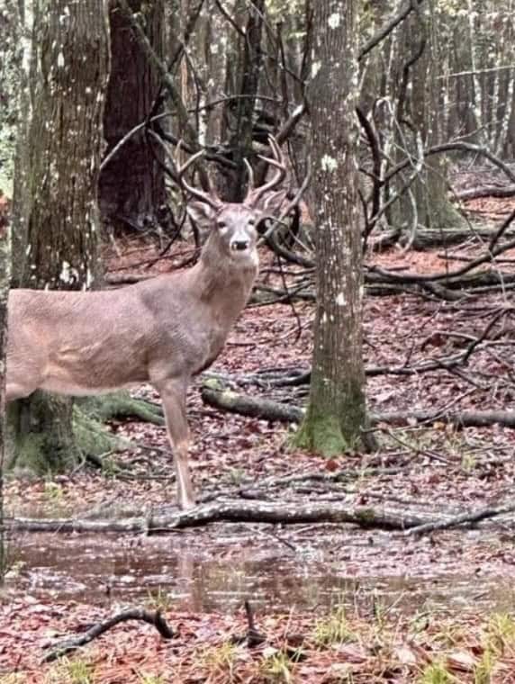 High Fence Hunting, 3 Lodges, 6 Cabins, Acadia Parish, LA