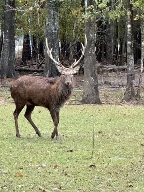High Fence Hunting, 3 Lodges, 6 Cabins, Acadia Parish, LA