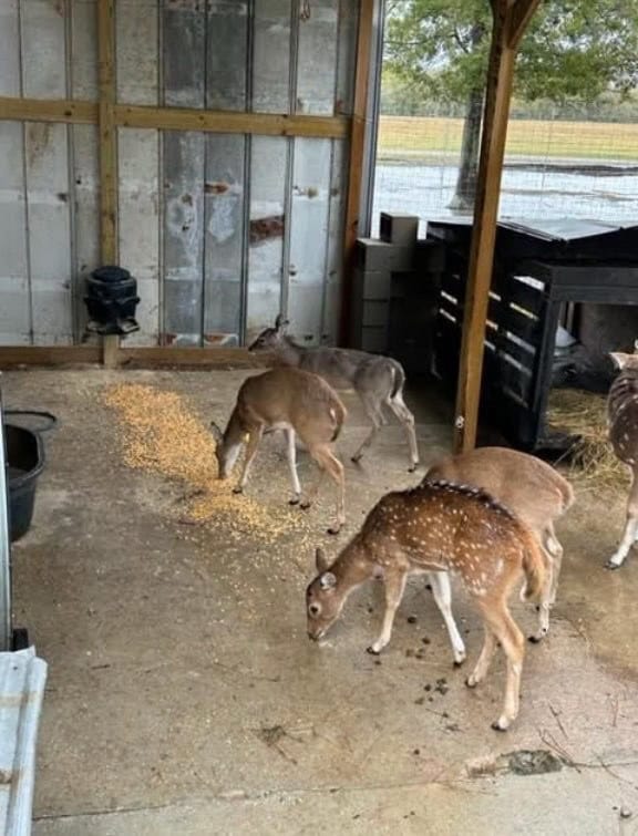 High Fence Hunting, 3 Lodges, 6 Cabins, Acadia Parish, LA