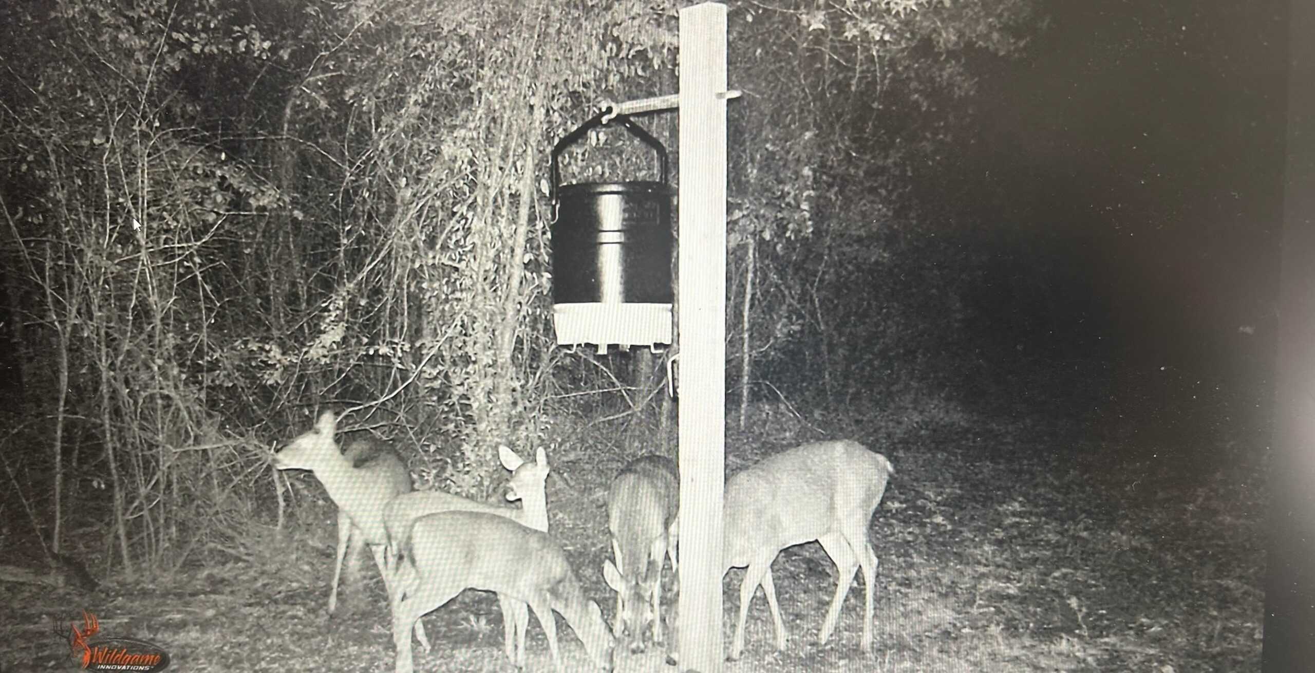 Hunting Property with a Camp and a Great Homesite