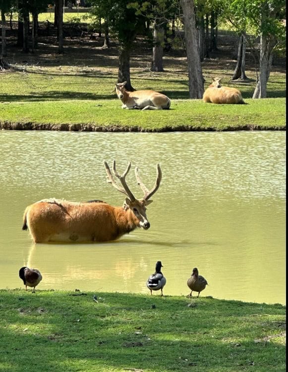 High Fence Hunting, 3 Lodges, 6 Cabins, Acadia Parish, LA