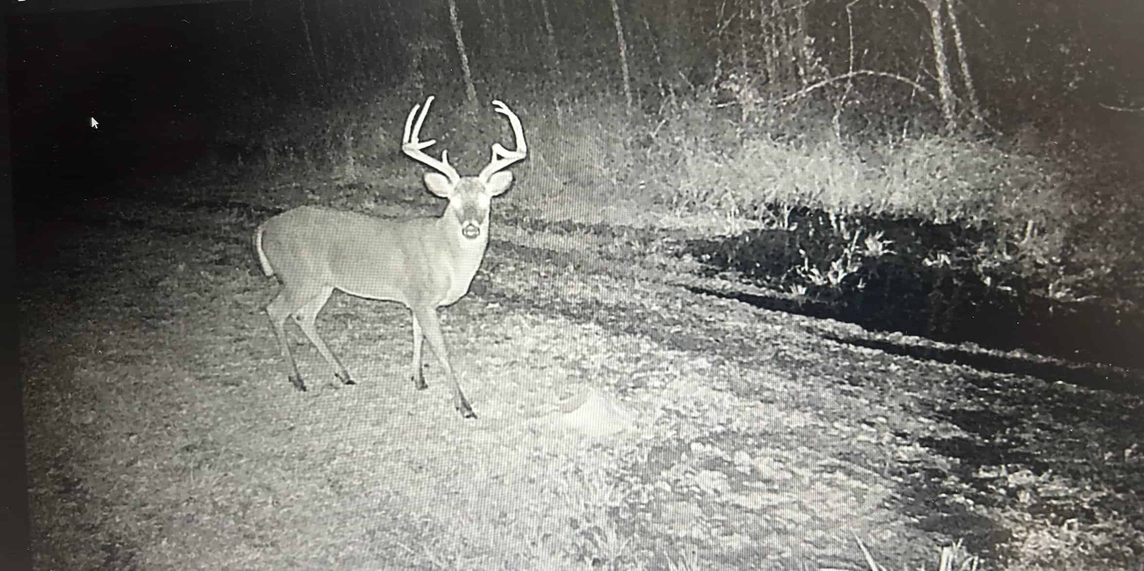 Hunting Property with a Camp and a Great Homesite