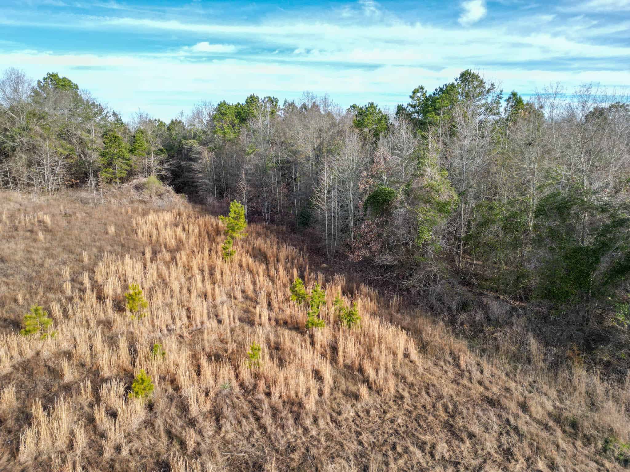 Harrison County, TX Whitetail Paradise