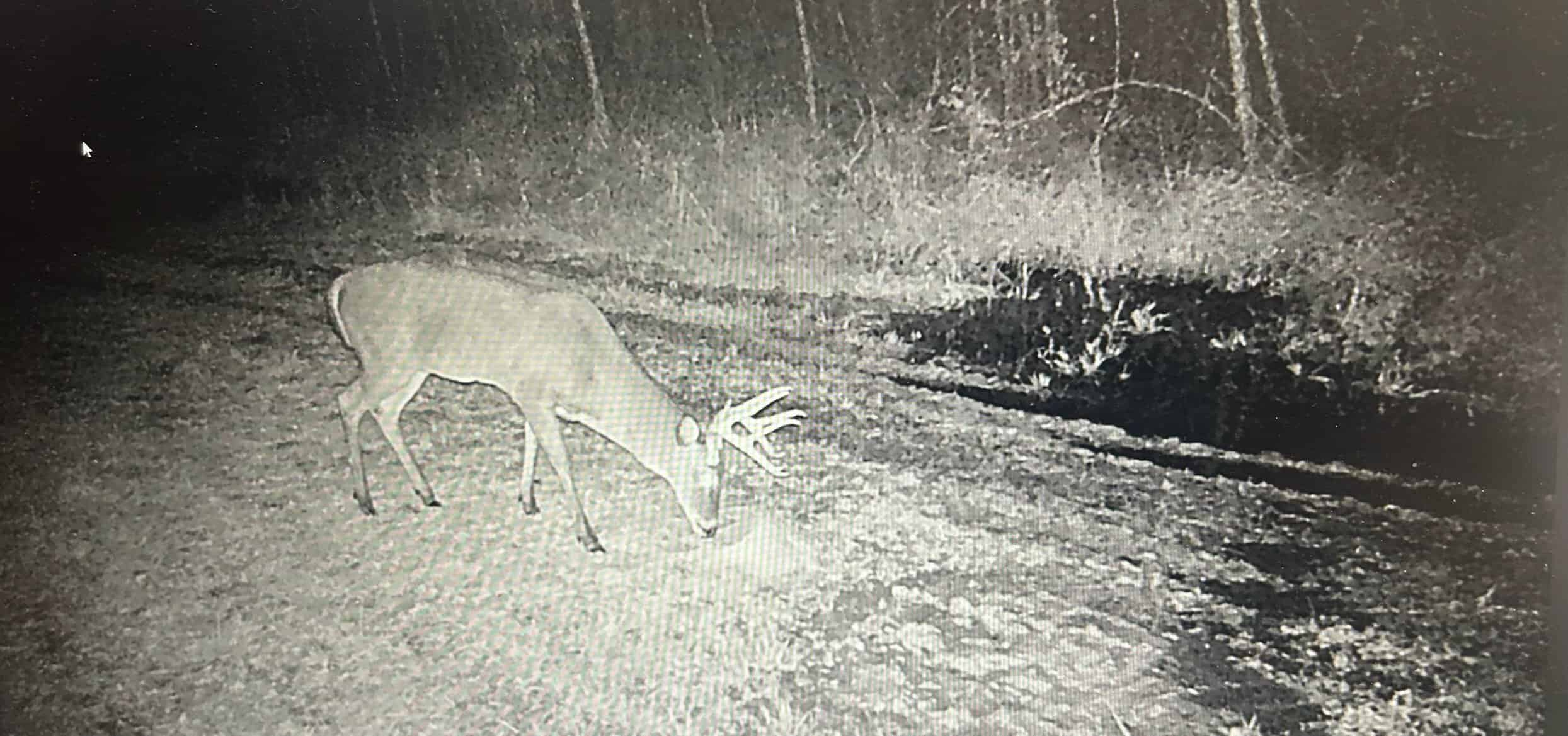 Hunting Property with a Camp and a Great Homesite