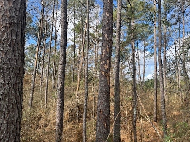 40 Acres For Sale Recreational Property & Hunting Property Copiah County Crystal Springs, Mississippi