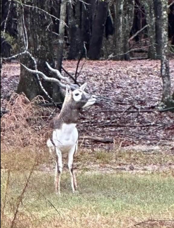 High Fence Hunting, 3 Lodges, 6 Cabins, Acadia Parish, LA