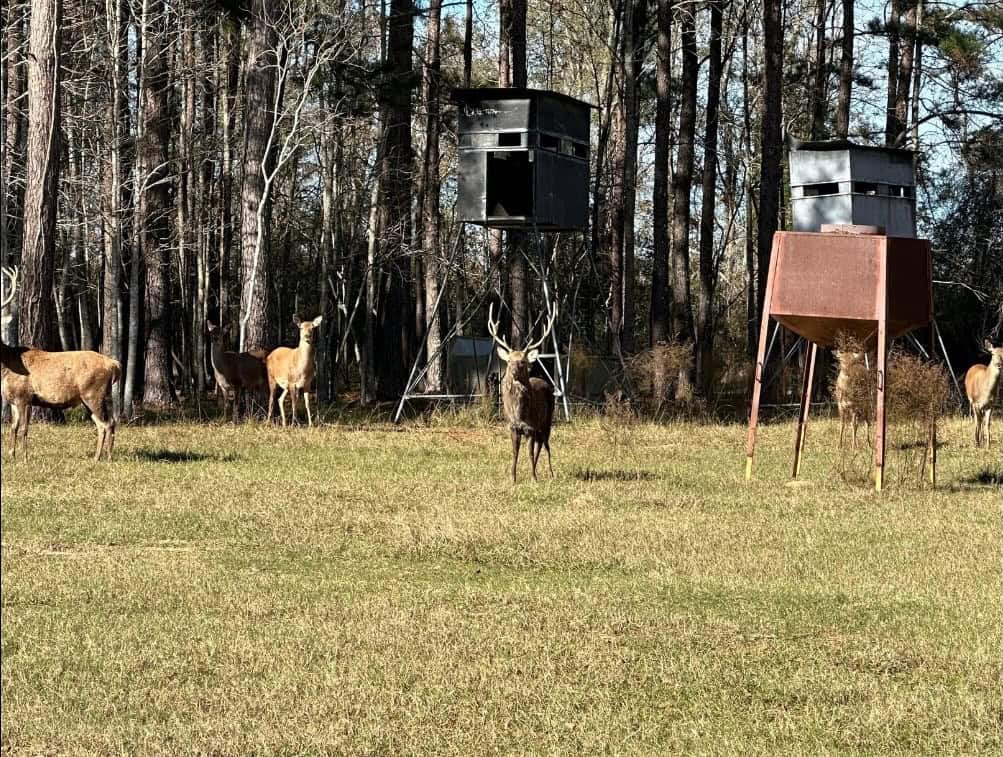 High Fence Hunting, 3 Lodges, 6 Cabins, Acadia Parish, LA
