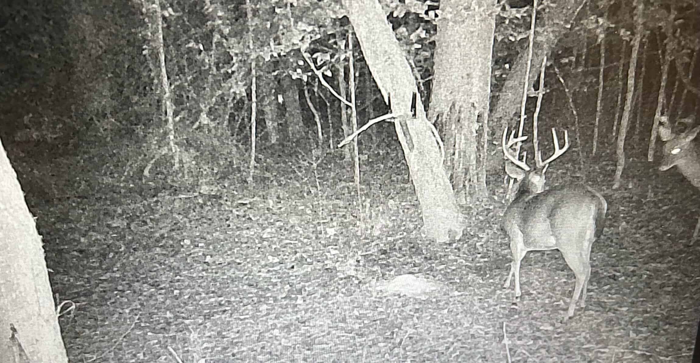 Hunting Property with a Camp and a Great Homesite