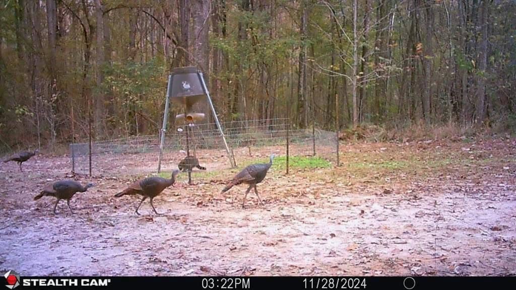 70 Acres Hunting Land Bordering Homochitto National Forest