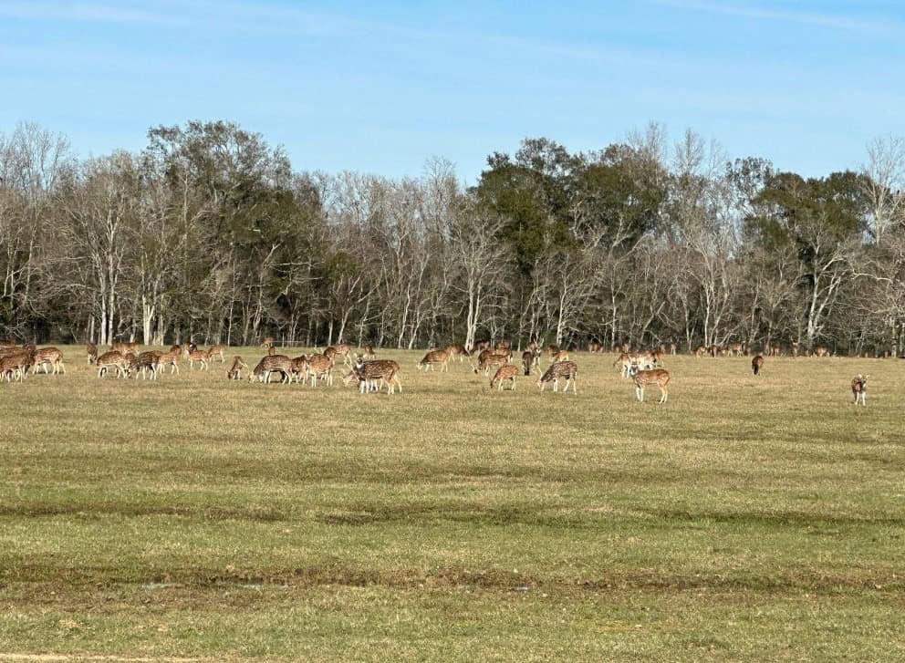 High Fence Hunting, 3 Lodges, 6 Cabins, Acadia Parish, LA