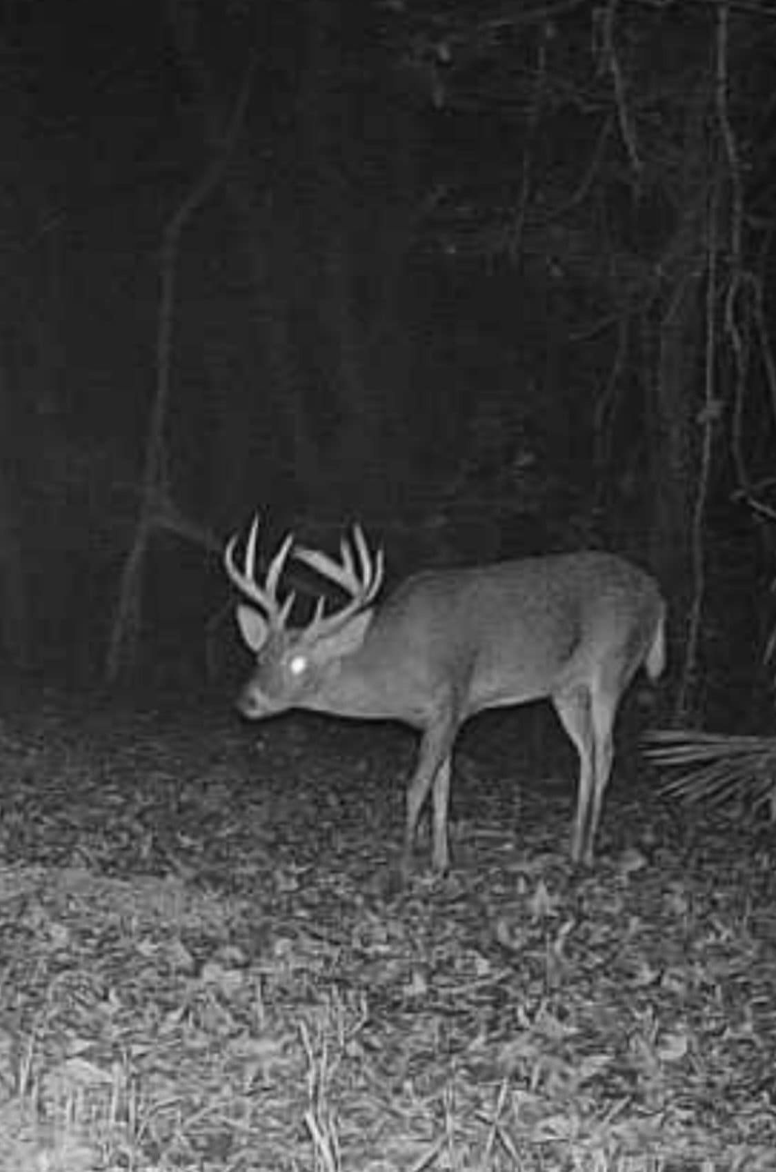 LA Delta Duck and Deer Hunting Property with a Camp