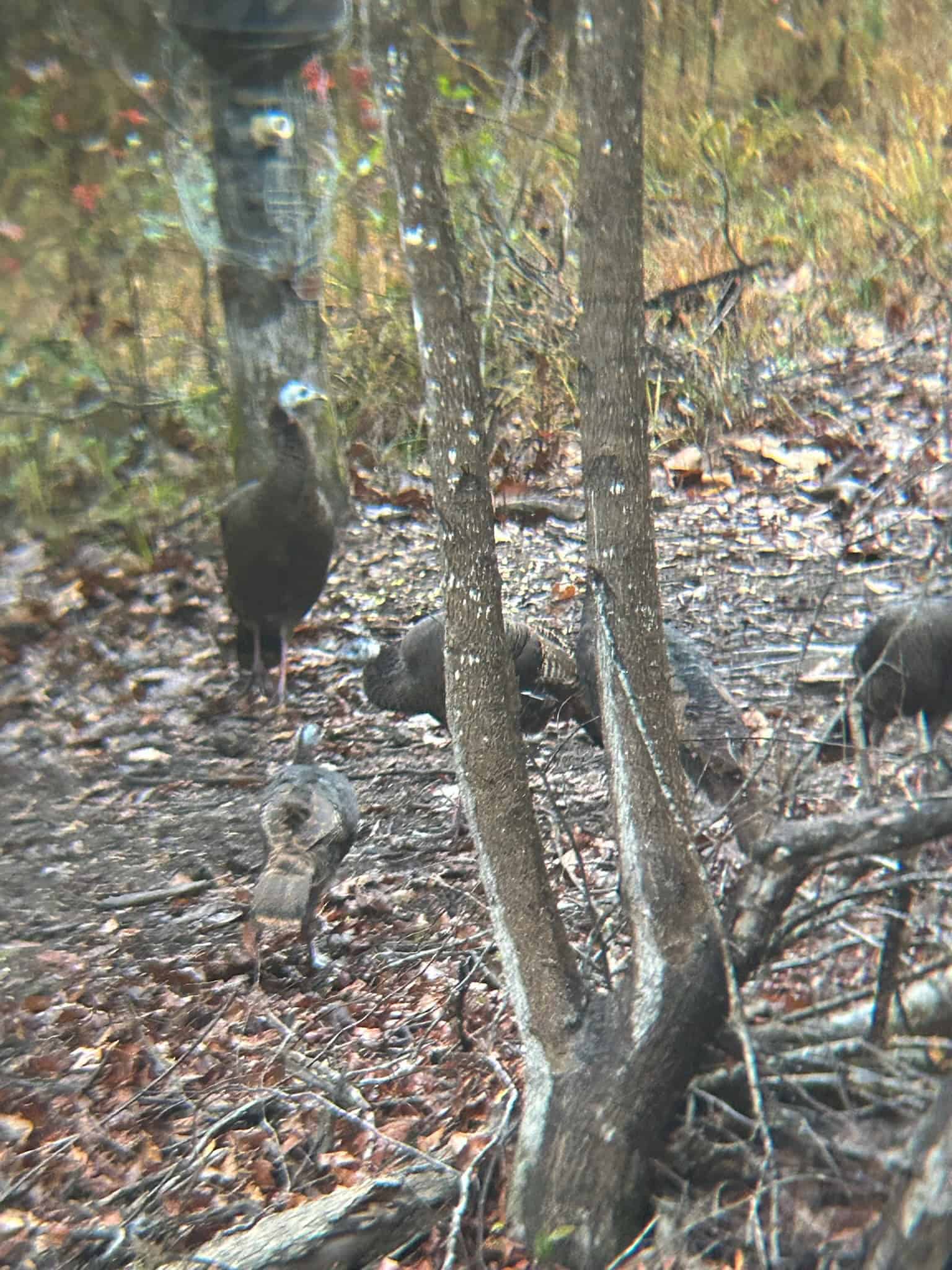 Hunting Property with a Camp and a Great Homesite