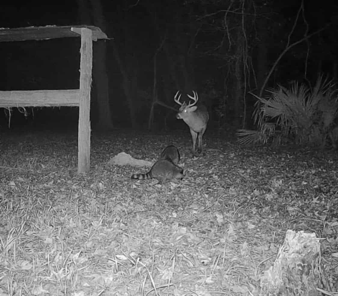 LA Delta Duck and Deer Hunting Property with a Camp