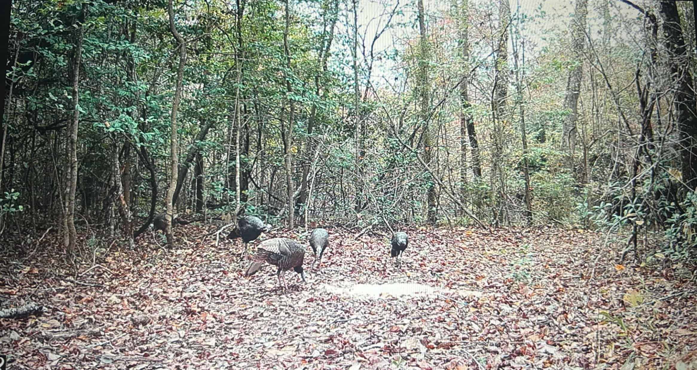 Hunting Property with a Camp and a Great Homesite