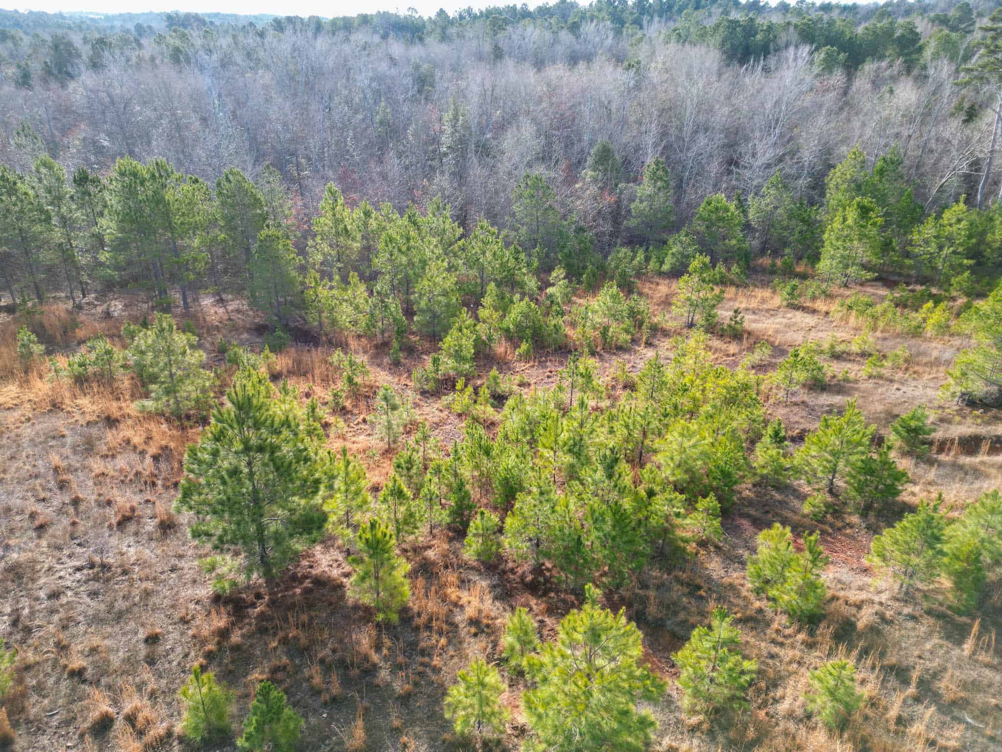 Harrison County, TX Whitetail Paradise