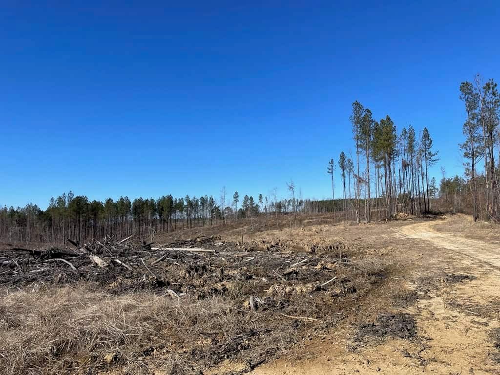 310 Acres Claiborne Hunting Property