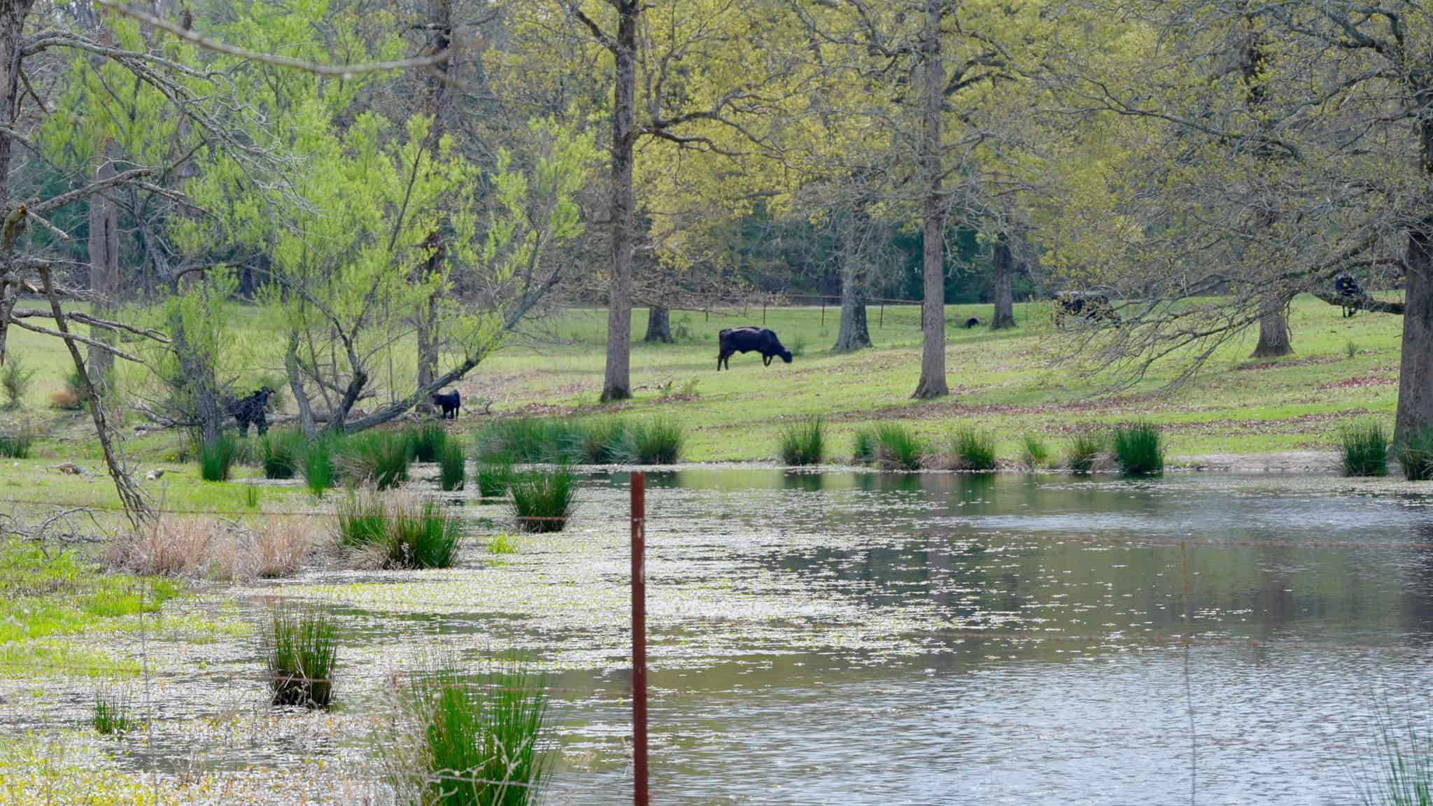 Lindale Texas Recreational Ranch Land for Sale East of Dallas